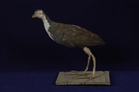 藏品(白腹秧雞)的圖片